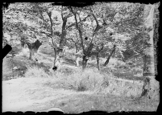 Selva castanile a Davesco