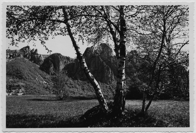 Terreno con betulle a Sonvico