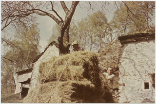 Uomini che raccolgono del fieno a Cagiallo