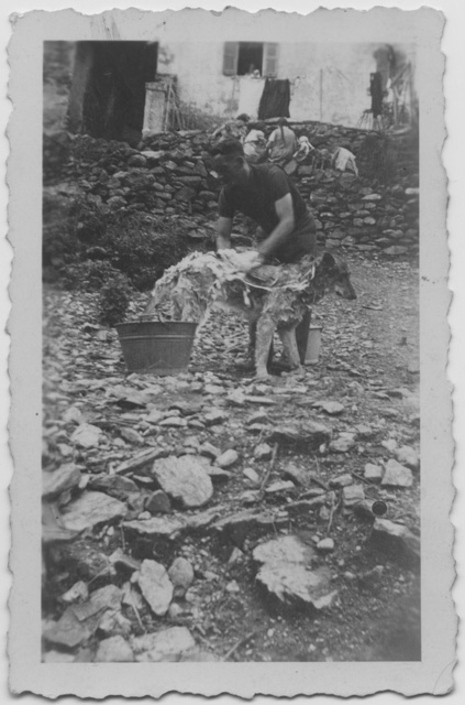 Carlo Guerra mentre lava il cane in dotazione alle guardie di confine