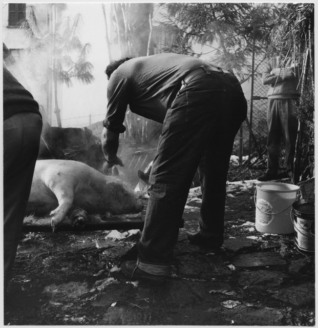 Mazza del maiale a Isone