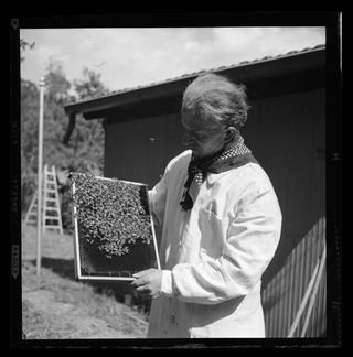 Walter Savi mentre cura le arnie a Cagiallo