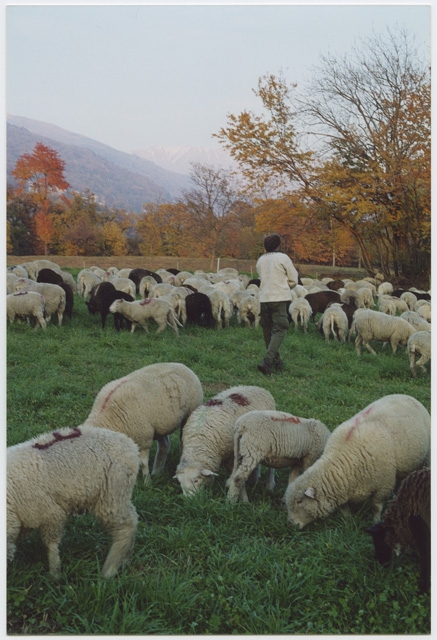 Transumanza delle pecore a Tesserete