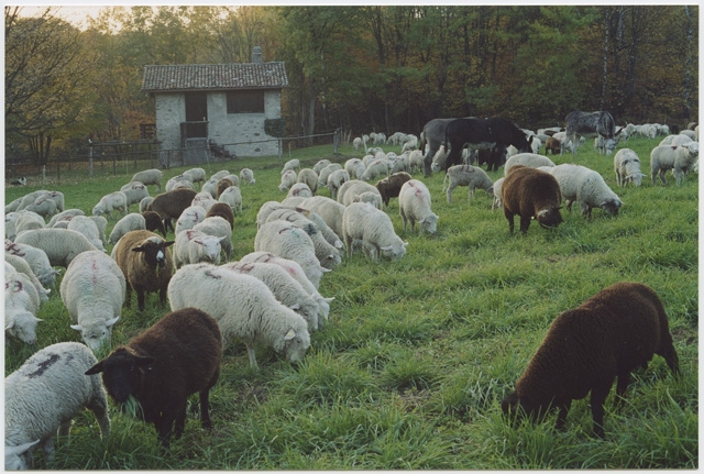 Transumanza delle pecore a Tesserete