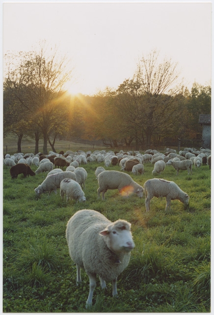 Transumanza delle pecore a Tesserete