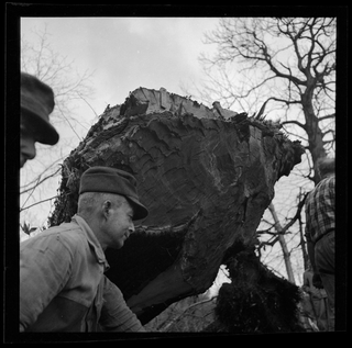 Uomini attorno a degli alberi abbattuti