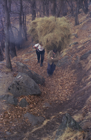 Coppia mentre trasporta un carico di fieno ai monti dei Nobili