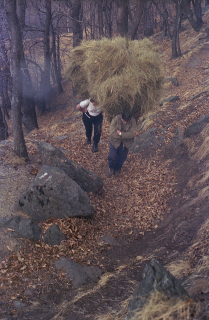 Coppia mentre trasporta un carico di fieno ai monti dei Nobili