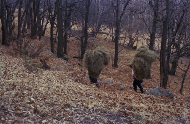 Coppia mentre trasporta un carico di fieno ai monti dei Nobili