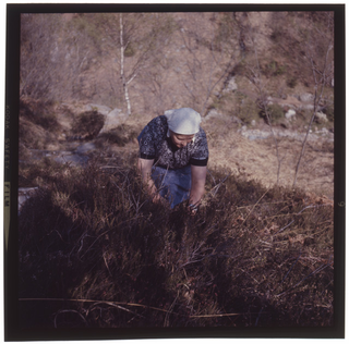 Donna mentre raccoglie erica e felci