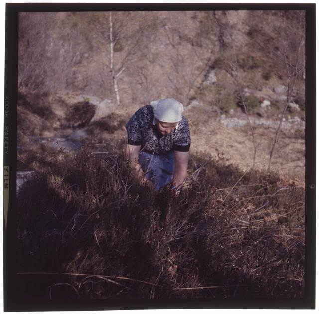 Donna mentre raccoglie erica e felci