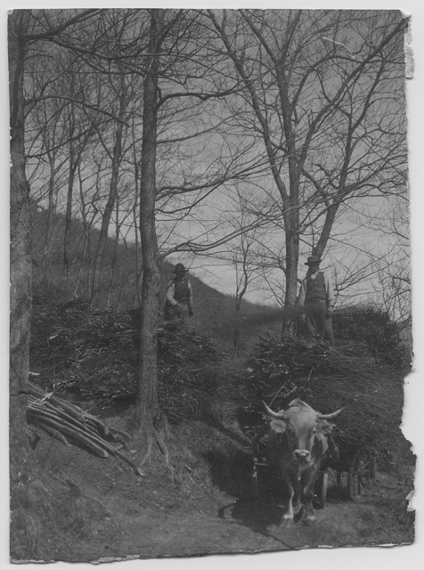 Due uomini mentre caricano delle fascine su un carro all'alpe Bolla