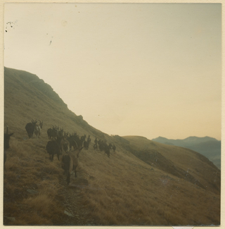 Capre durante la salita all'alpe Moschèra