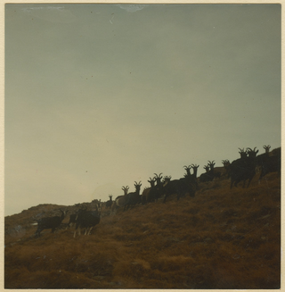 Capre alla Moschèra