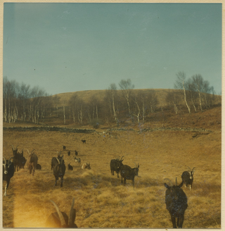 Capre alla Moschèra