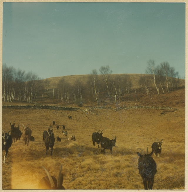 Capre alla Moschèra