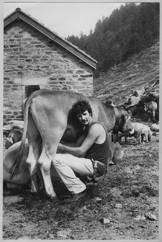 Daniele Rovelli mentre munge una mucca a (?)