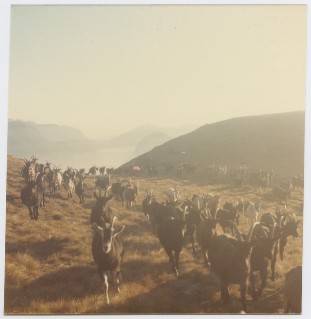 Capre alla Moschèra