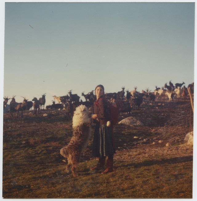 Brigit Rovelli con un gregge di capre alla Moschèra