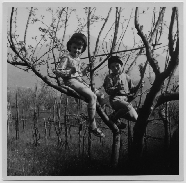 Waldo e Claudio Morandi arrampicati su un albero al ronco Ferin a Bigorio