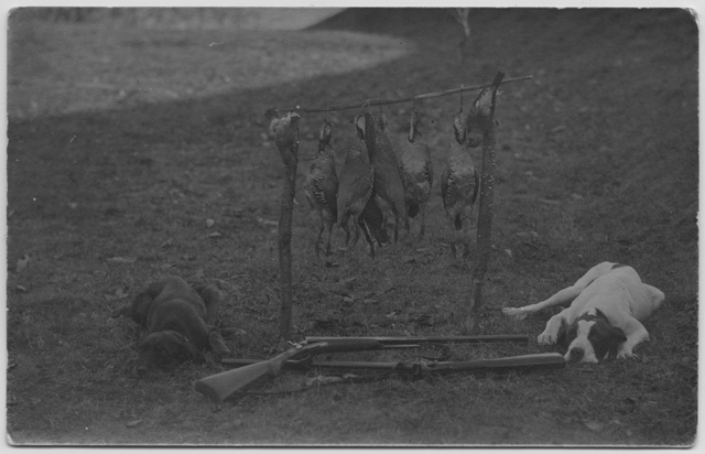 Cani con trofei di caccia e fucili