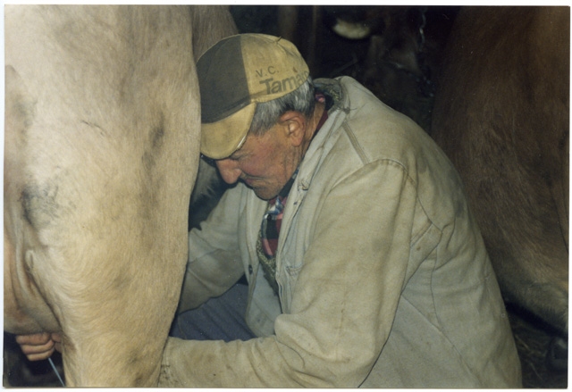 ... Storni impegnato nella mungitura