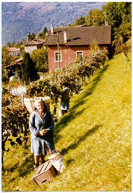 Piera e Plinio Storni vendemmiano a Sala