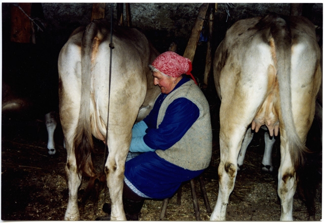 Ritratto di Carolina Storni intenta nella mungitura