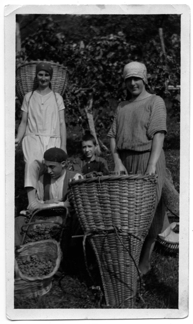 Gruppo di ragazzi durante la vendemmia