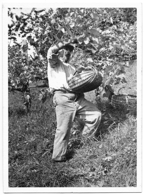 Ritratto d'uomo mentre raccoglie uva