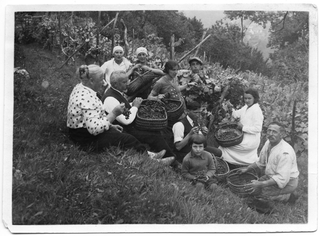 Famiglia Menghetti in posa durante la vendemmia